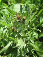 Image of Low cudweed