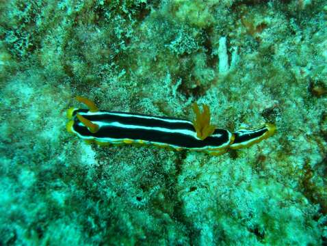 Image of Chromodoris africana Eliot 1904