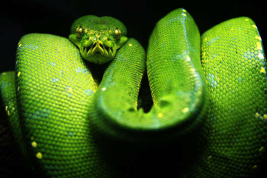 Image of Green Python