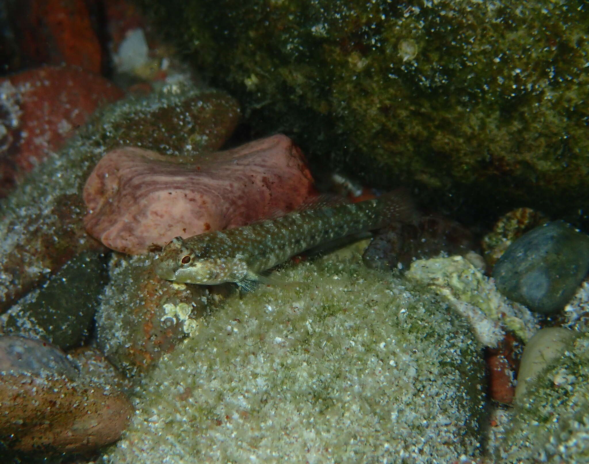 Image of Sonora goby