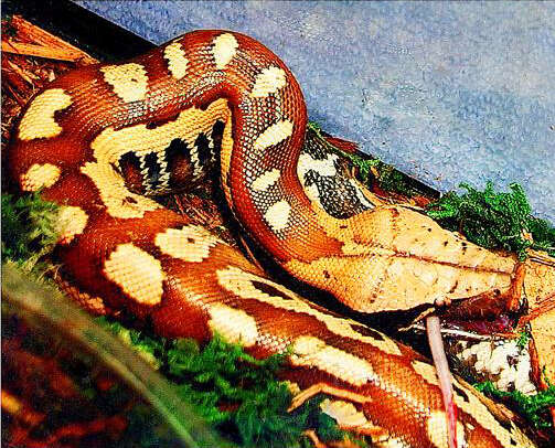 Image of Blood Python