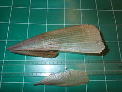 Image of Fan mussel