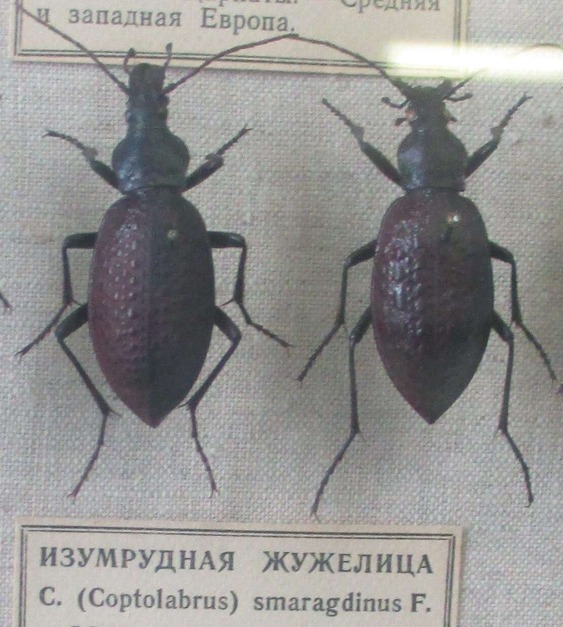 Image of Carabus smaragdinus