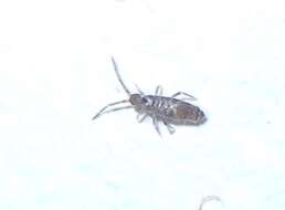 Image of Elongate-bodied Springtail