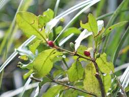 Image of Shrubby honeysuckle