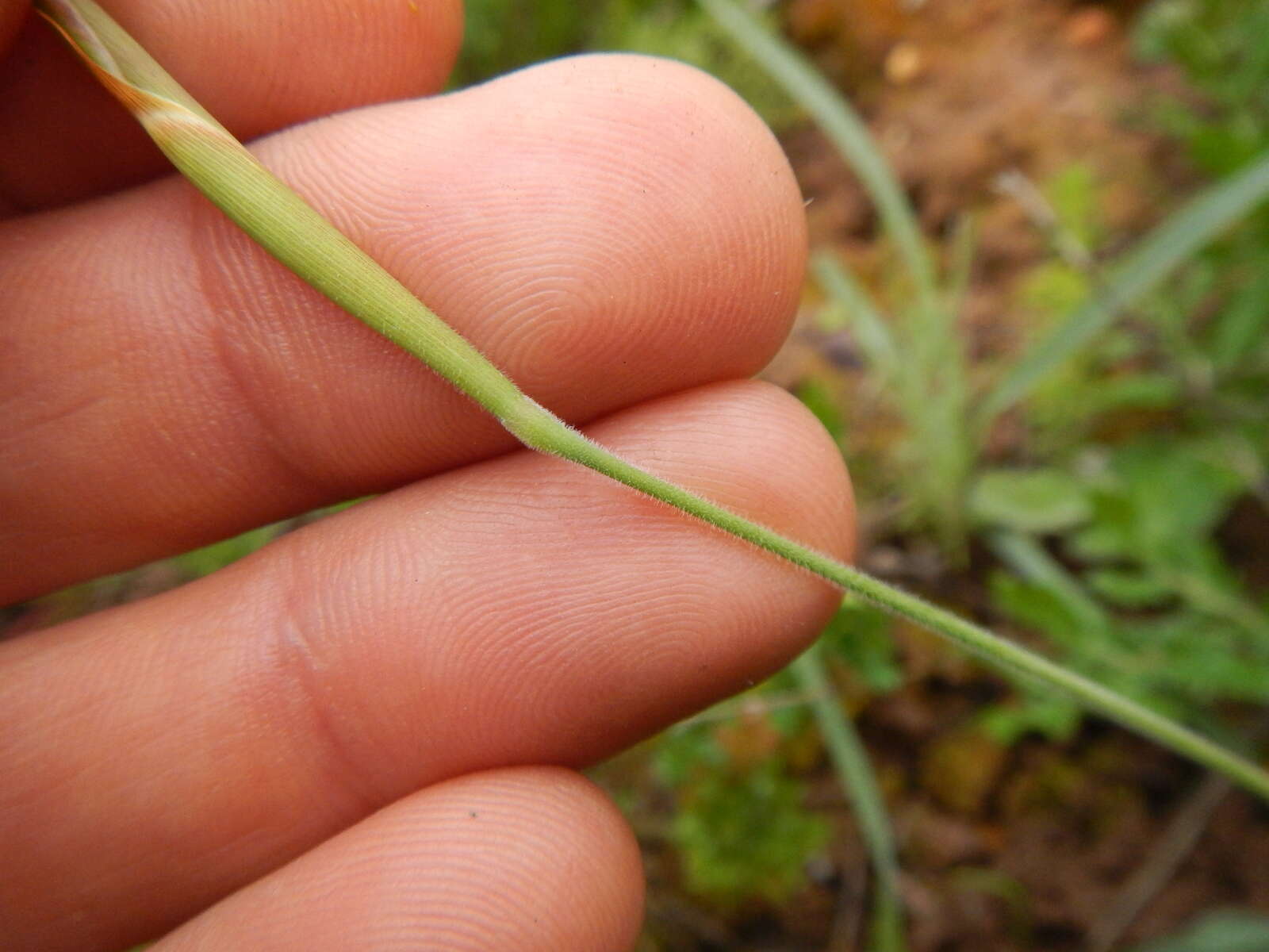 Image of Moraea amabilis Diels