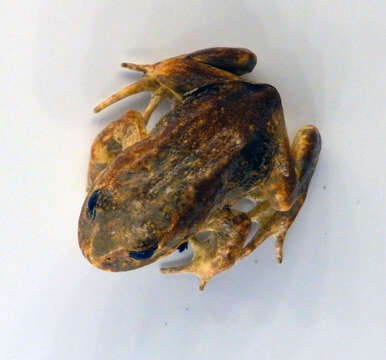 Image of Baw Baw Frog