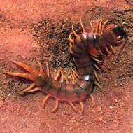 Image of Giant Redheaded Centipede