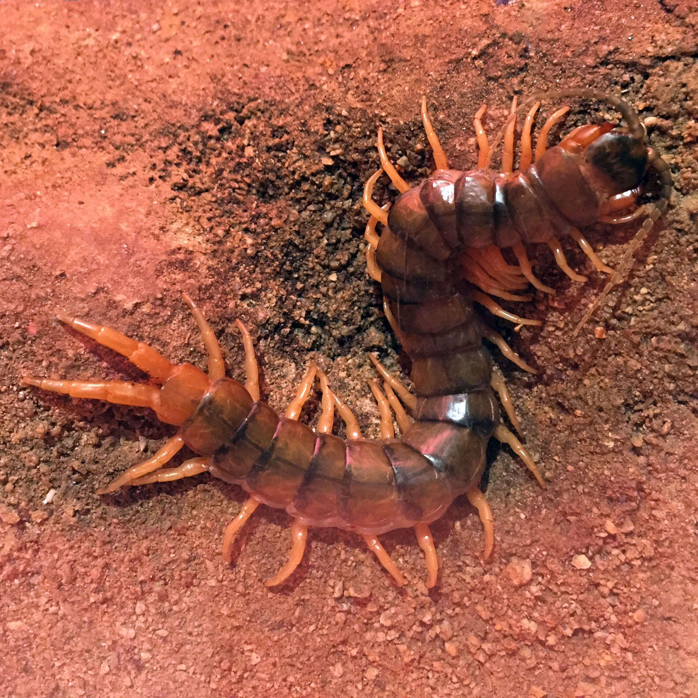 Image of Giant Redheaded Centipede