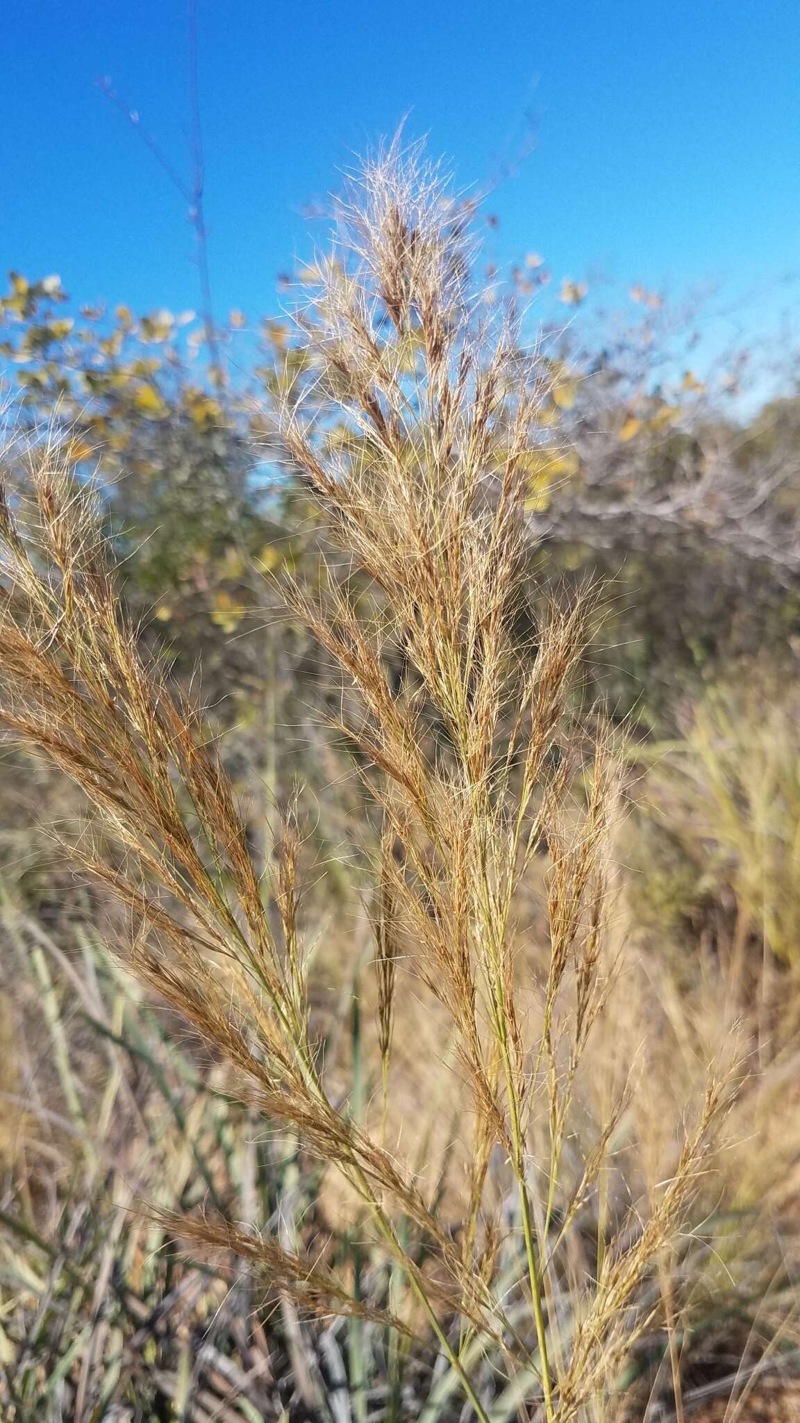 Image of Aristida similis Steud.