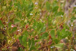 Image of Scaevola crassifolia Labill.