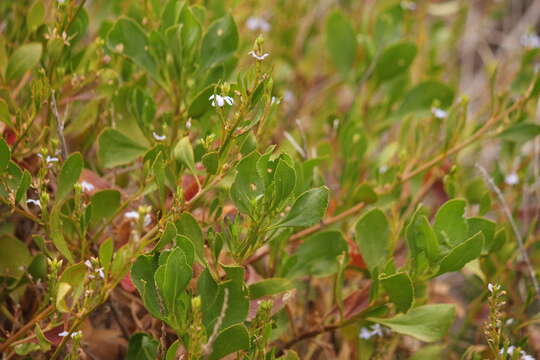 Image of Scaevola crassifolia Labill.