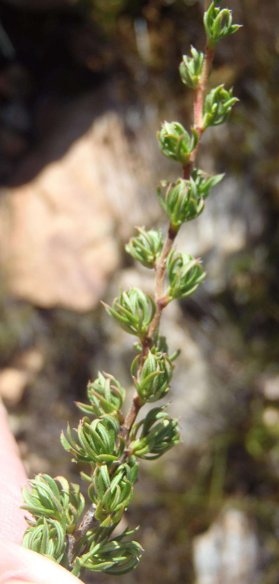 Image of Cliffortia arcuata Weim.