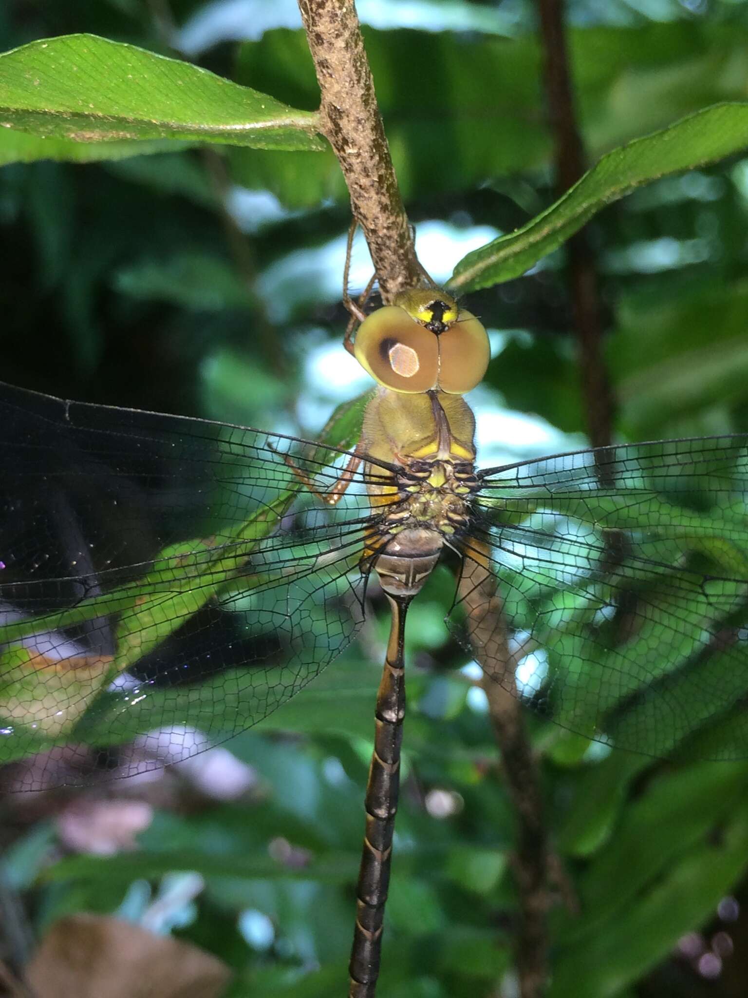 Image of Eastern Duskhawker