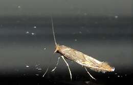 Phyllonorycter messaniella (Zeller 1846)的圖片