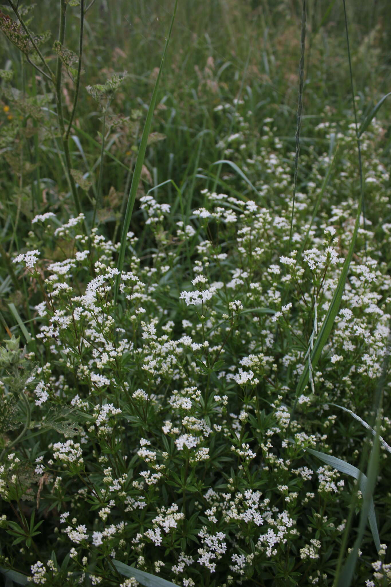 Image of Galium rivale (Sm.) Griseb.