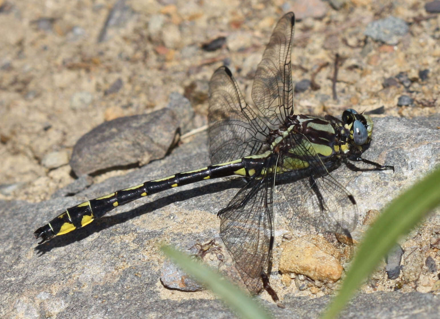 Image of Phanogomphus kurilis (Hagen ex Selys 1858)