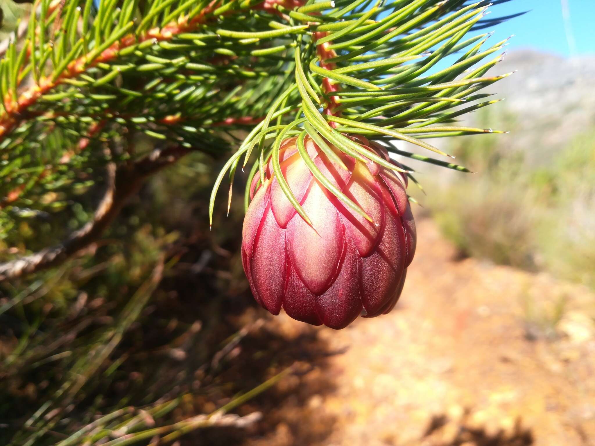 Image of Protea nana (Berg.) Thunb.