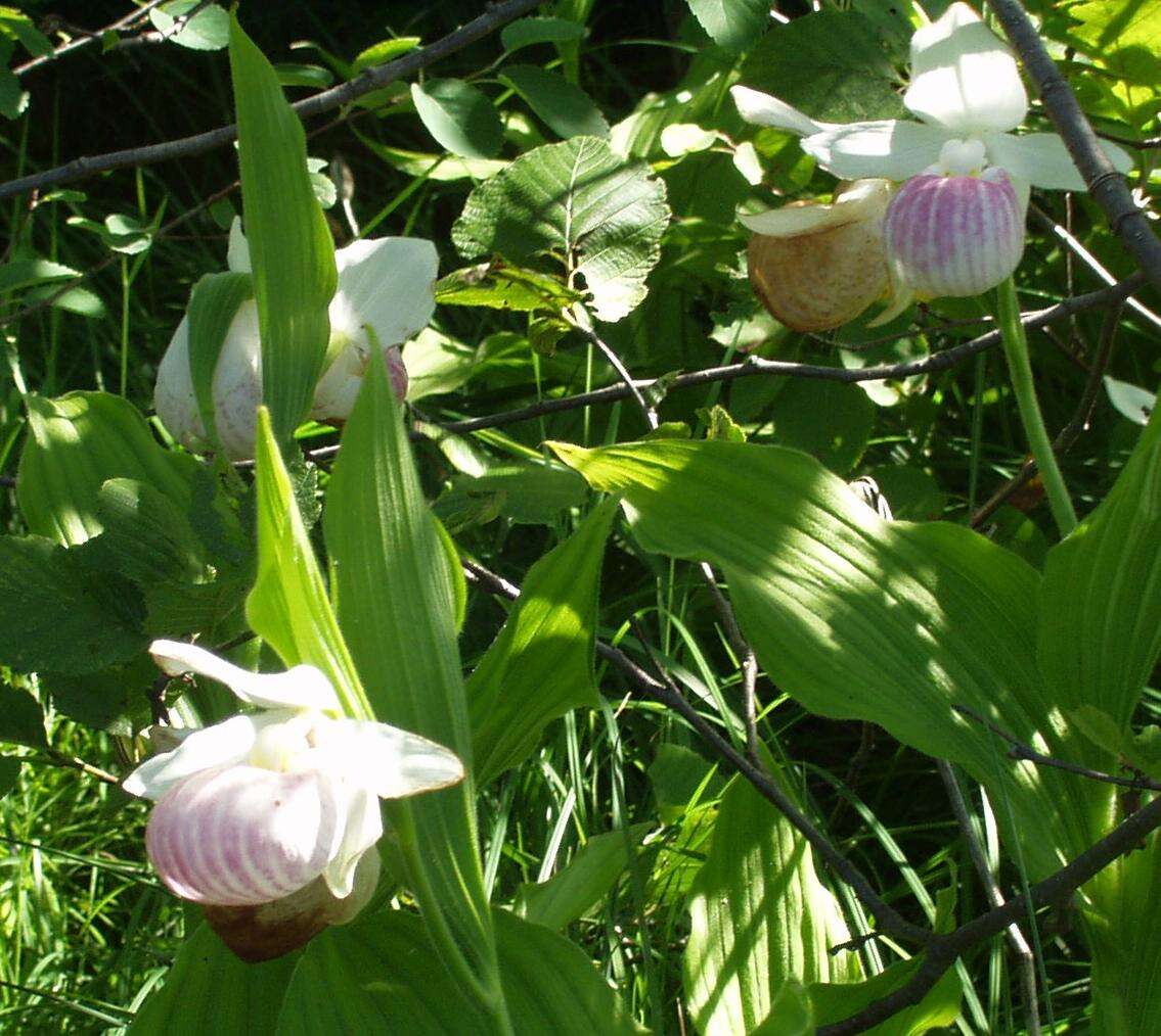 Image of Showy lady's slipper