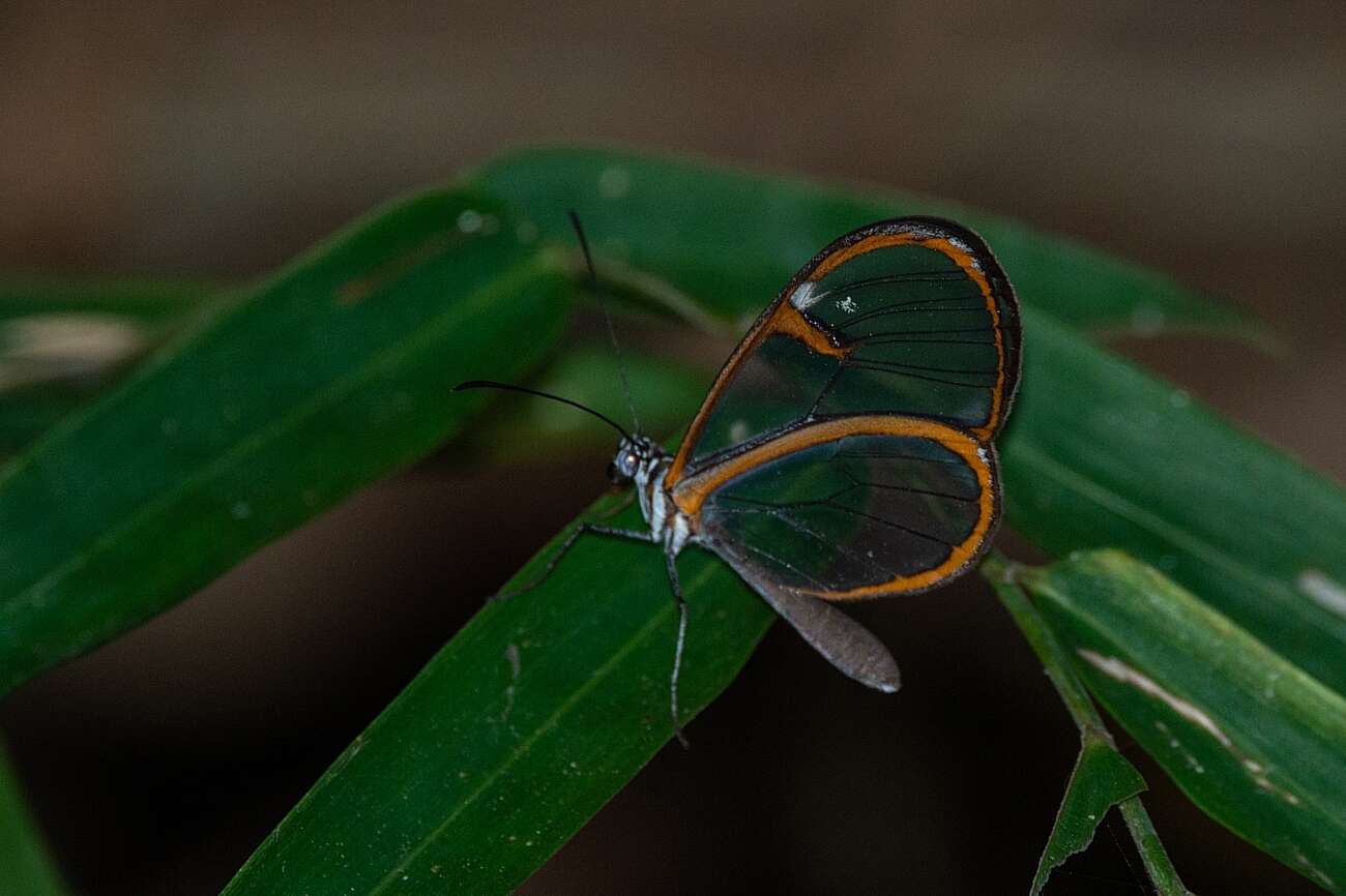 Sivun Pteronymia carlia Schaus 1902 kuva