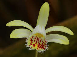 Plancia ëd Pleione