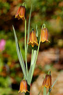 Image of Fritillaria