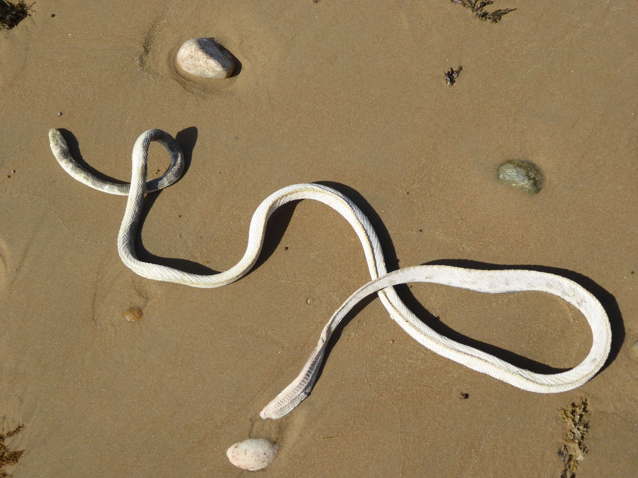 Hydrophis elegans (Gray 1842) resmi