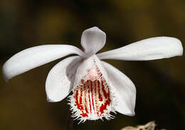 Plancia ëd Pleione