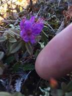 صورة Rhododendron lapponicum (L.) Wahlenb.