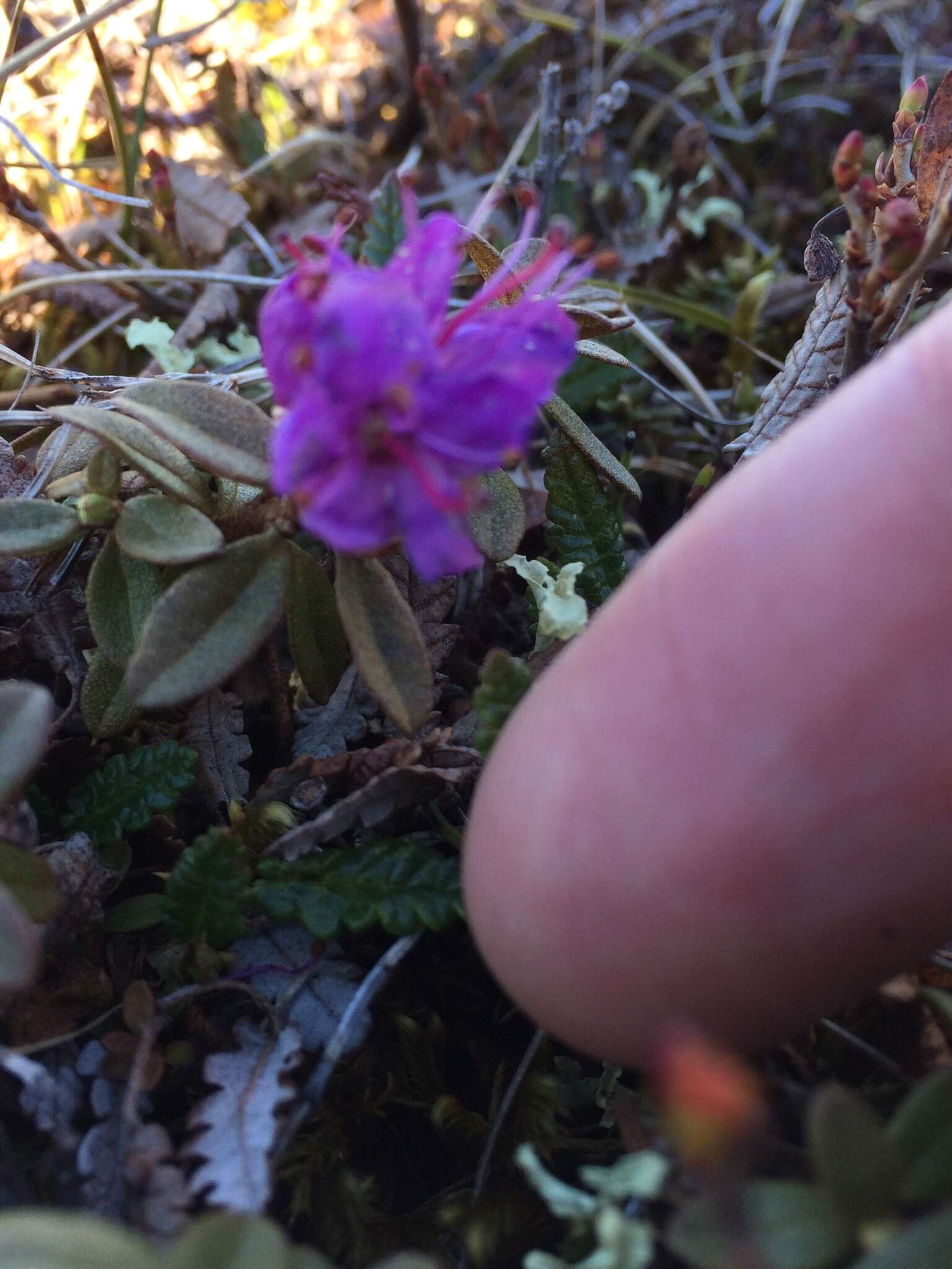 Image of Lapland rosebay