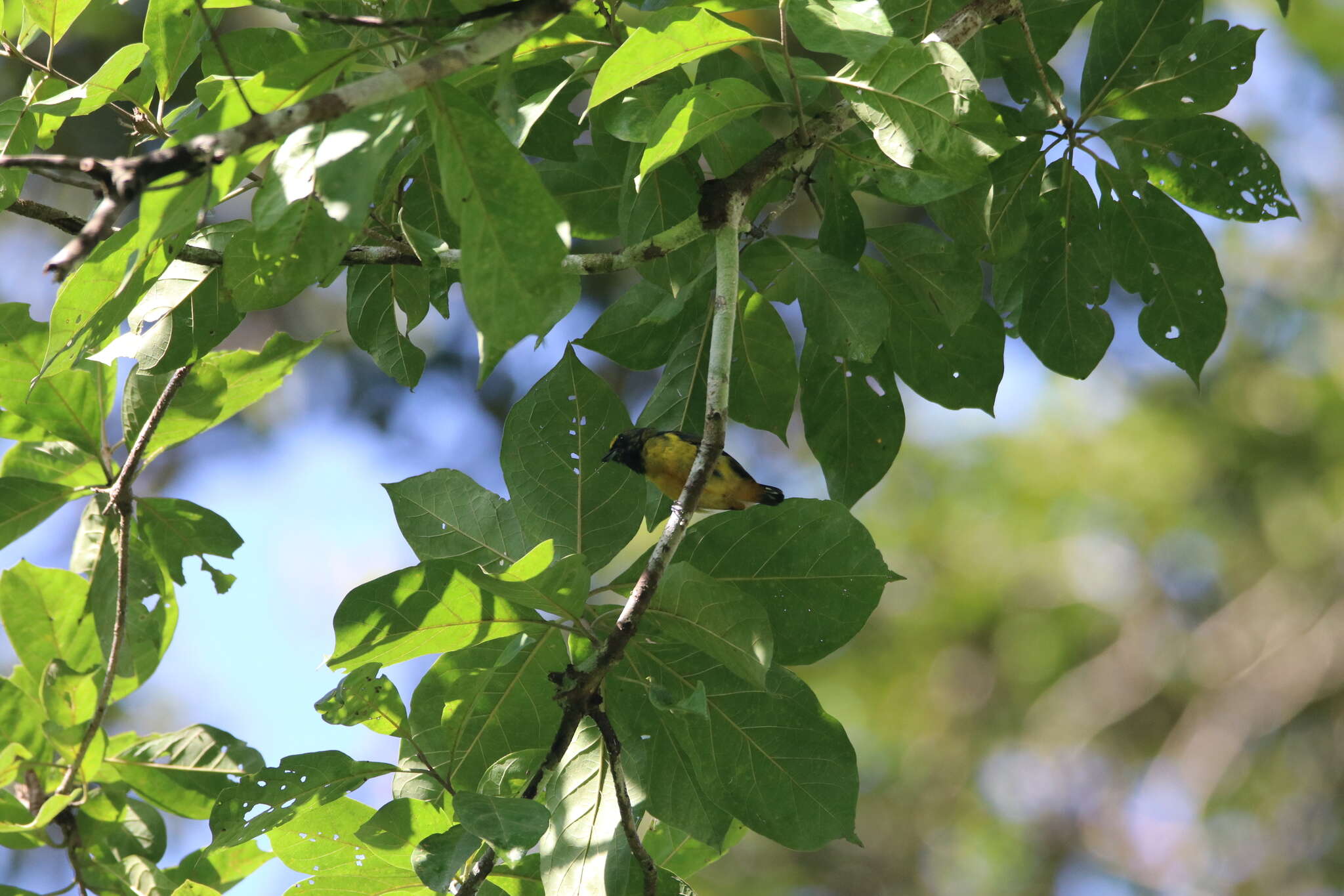 Image of Fulvous-vented Euphonia