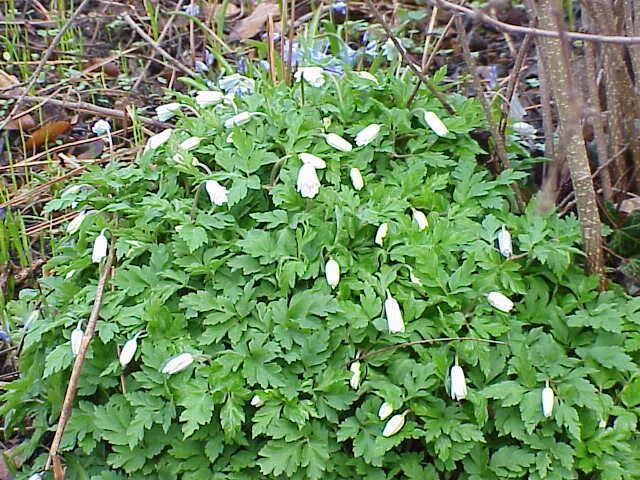 Image of blue anemone