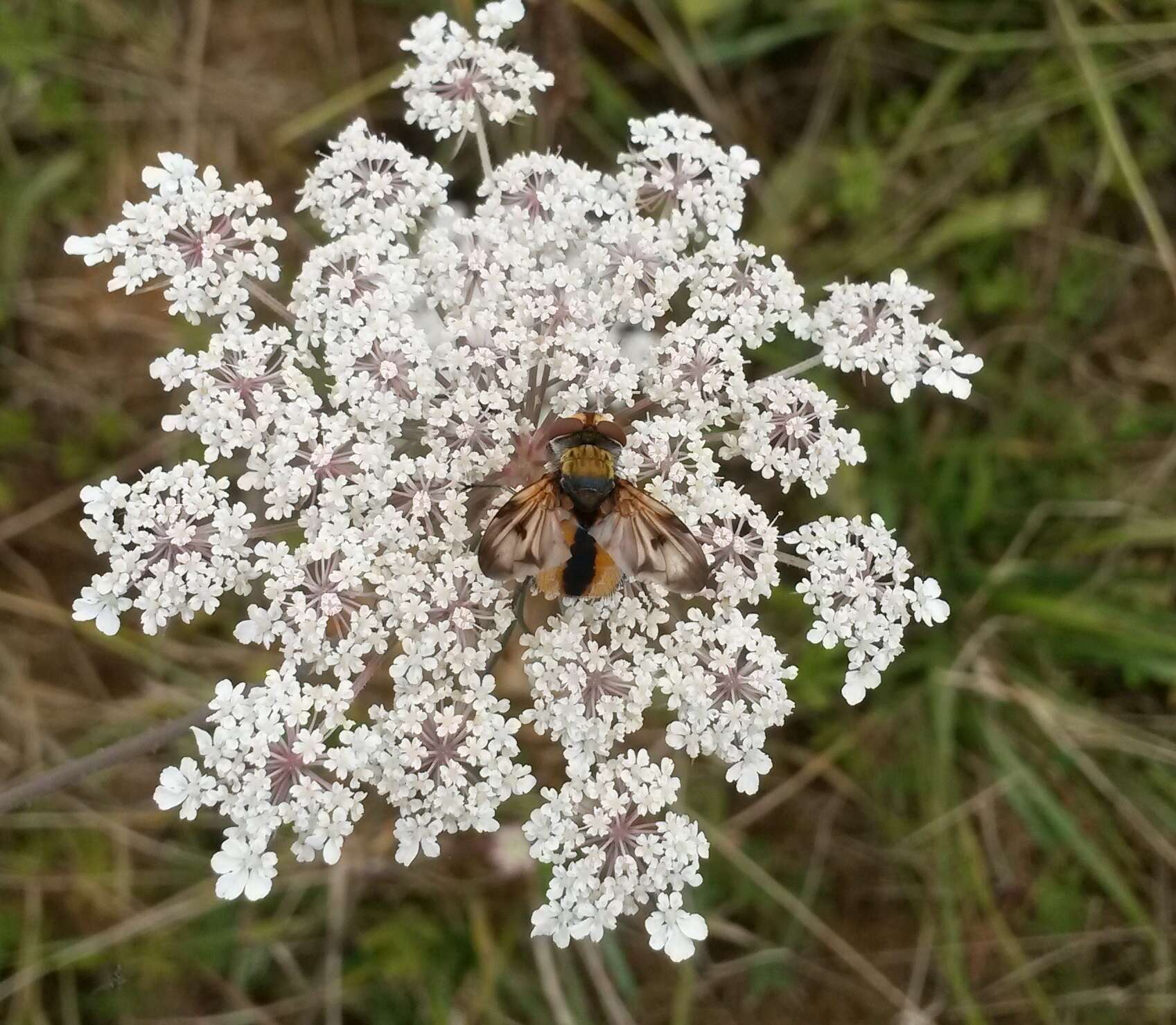 Imagem de Ectophasia crassipennis (Fabricius 1794)