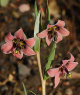 Image of Fritillaria