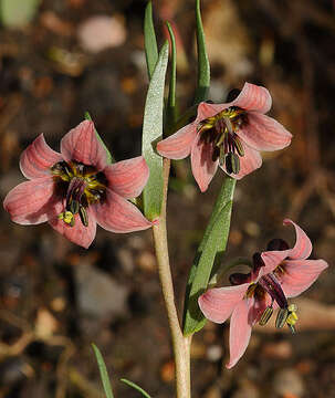 Image of Fritillaria