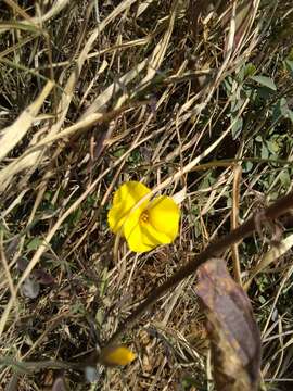 Image of Yellow flax