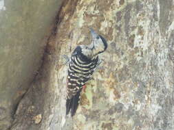 Image of Fulvous-breasted Woodpecker