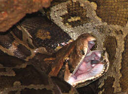 Image of Burmese python