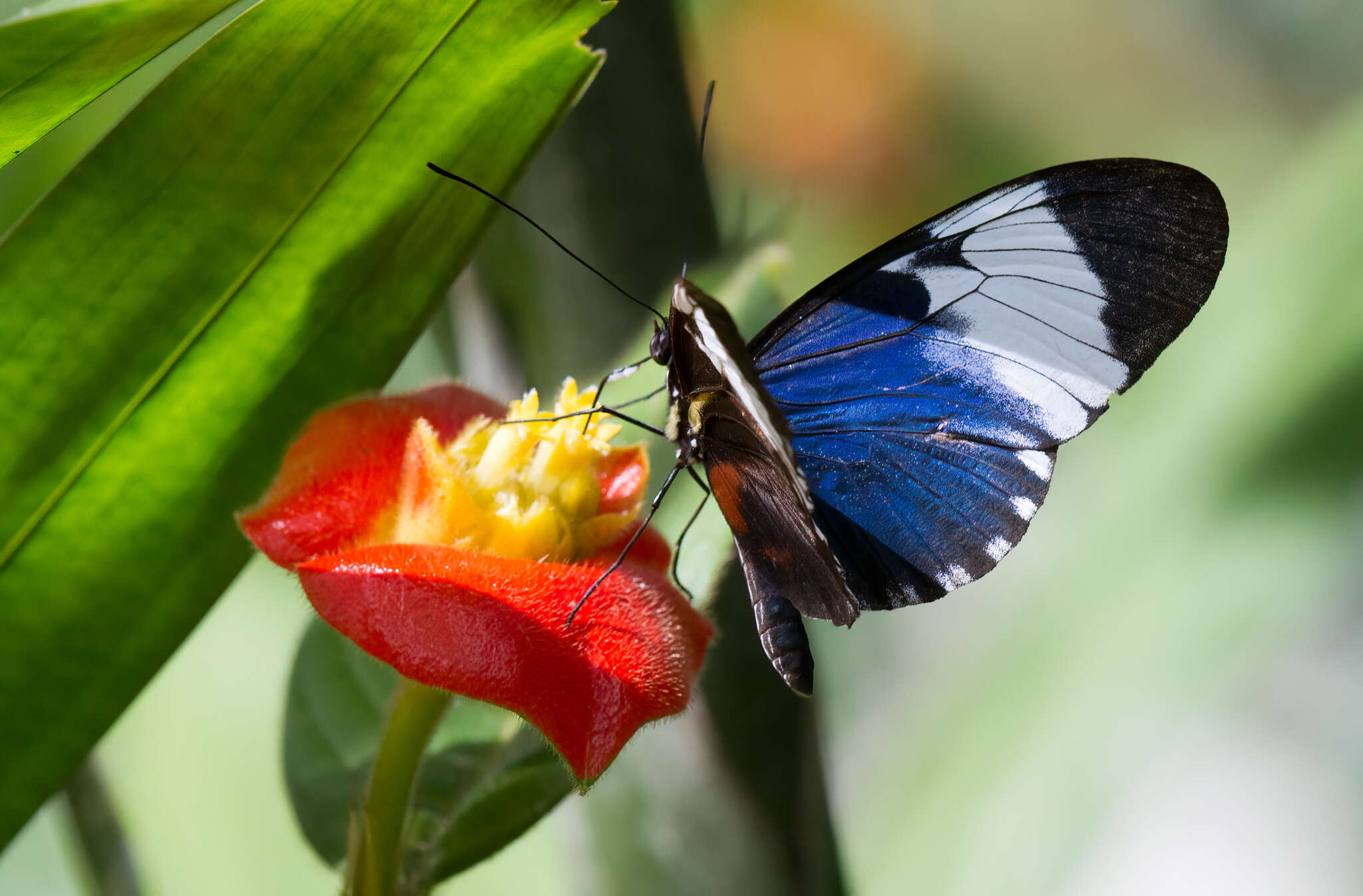 Image of Cydno Longwing