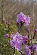 Image of rhododendron