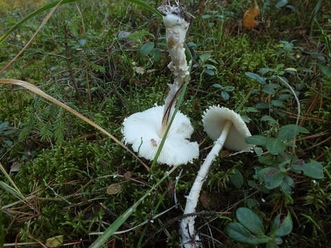 Image of Lepiota clypeolaria (Bull.) P. Kumm. 1871