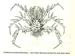 Image of Neolithodes A. Milne-Edwards & Bouvier 1894
