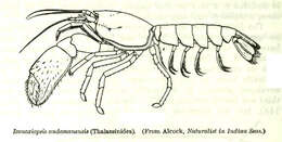 Image of Eiconaxius andamanensis (Alcock 1901)