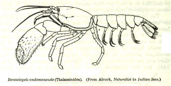 Plancia ëd Eiconaxius Bate 1888