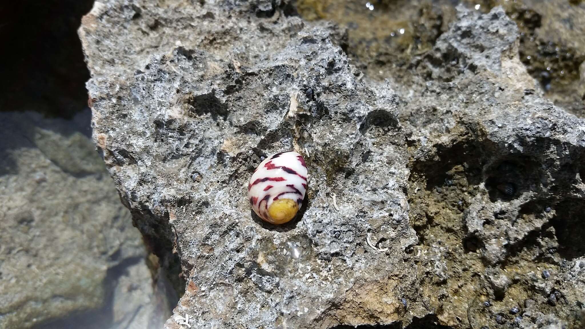 Image of bleeding tooth