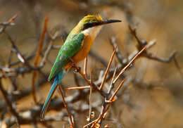 Image of Somali Bee-eater