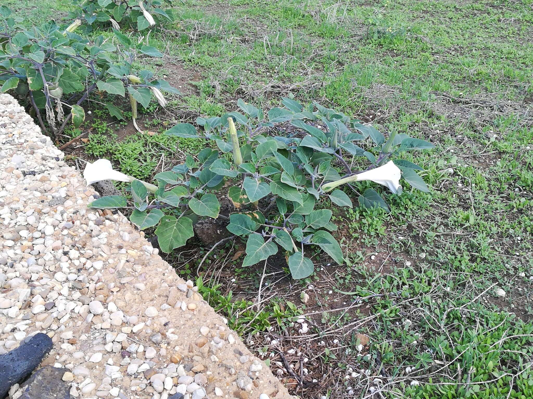 Image of Datura innoxia P. Miller