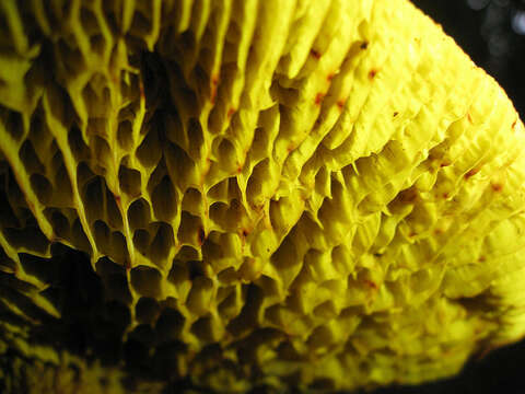 Image of Golden-gilled bolete