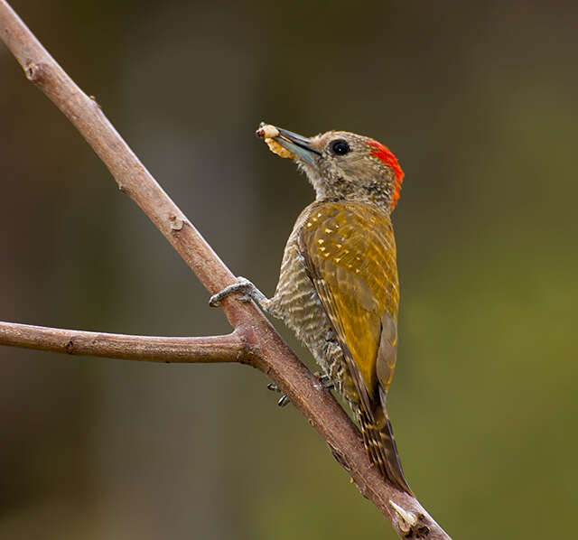 Image of Little Woodpecker