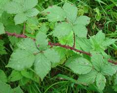 Image of Rubus infestus Weihe ex Boenn.